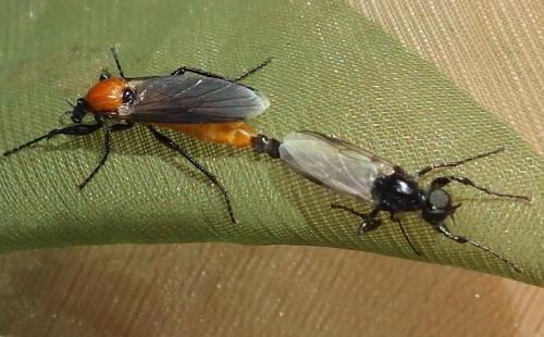 Réf. 273 004 : Bibio hortulanus